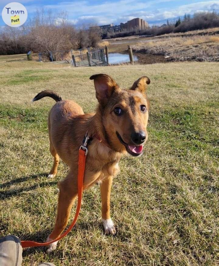 Australian shepard x heeler female 2 years - 6 - 975337-1701020063_4