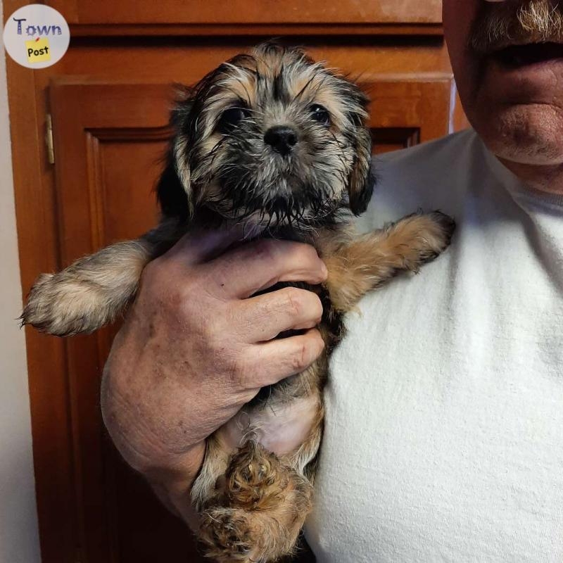 3 male 2 female non shedding/ hypoallergenic Shih tzu, Shih tzu yorkie cross puppies - 2 - 975515-1701043779_0