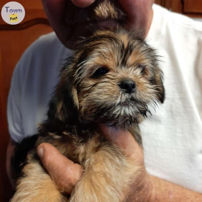 3 male 2 female non shedding/ hypoallergenic Shih tzu, Shih tzu yorkie cross puppies - 3 - 975515-1701043779_1