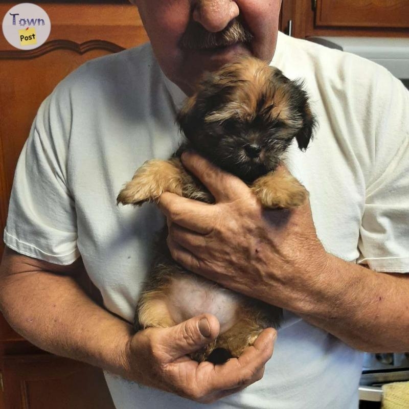 3 male 2 female non shedding/ hypoallergenic Shih tzu, Shih tzu yorkie cross puppies - 4 - 975515-1701043779_2