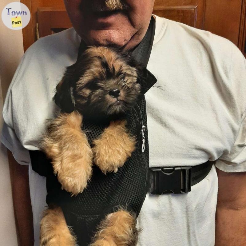 3 male 2 female non shedding/ hypoallergenic Shih tzu, Shih tzu yorkie cross puppies - 5 - 975515-1701043779_3