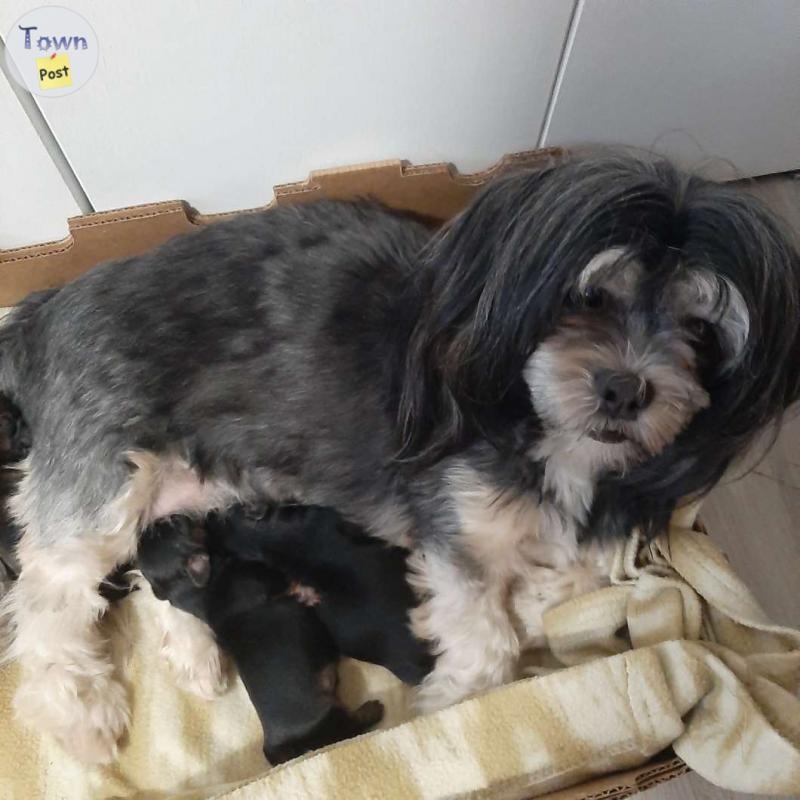 3 male 2 female non shedding/ hypoallergenic Shih tzu, Shih tzu yorkie cross puppies - 6 - 975515-1701043779_4