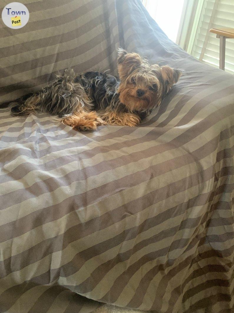 Chocolate Merle Yorkshire Terrier Stud - 2 - 976352-1701265907_0