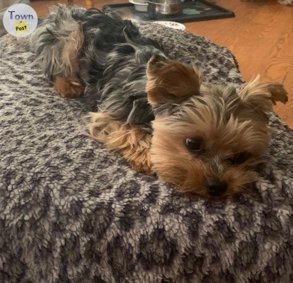 Chocolate Merle Yorkshire Terrier Stud - 3 - 976352-1701265907_1