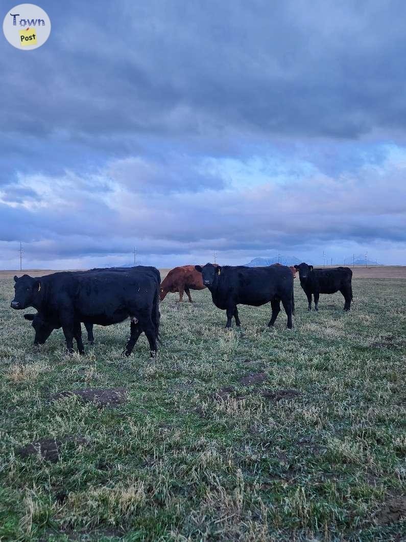 Bred Cows for sale! - 5 - 976600-1701305738_3