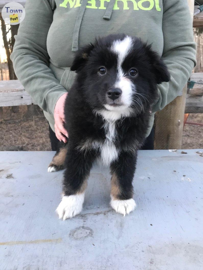 Registered mini Australian shepherd - 1 - 976658-1701314805_4