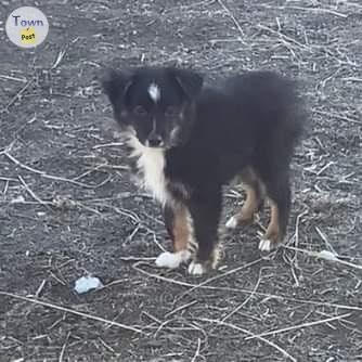 Registered mini Australian shepherd - 2 - 976658-1704035663_0