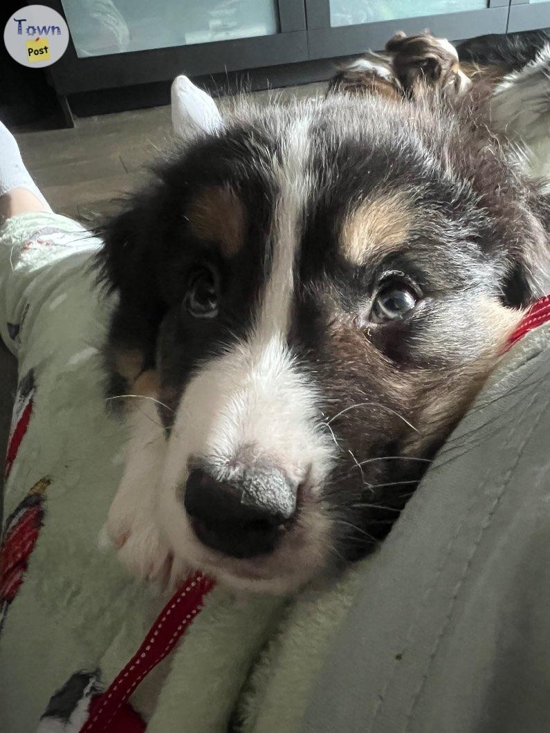 Australian Shepherds puppies 11weeks old - 2 - 977616-1701542502_0