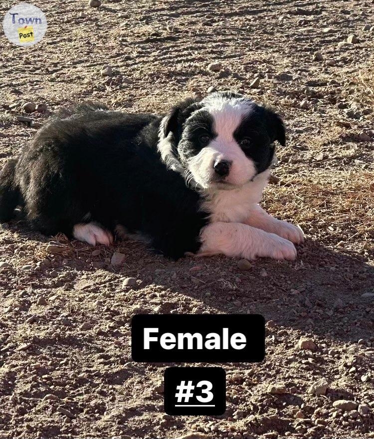 Puppies for sale  - 3 - 978057-1701625509_1