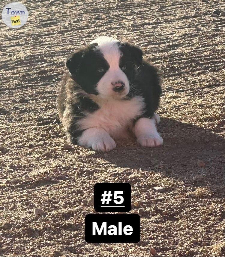 Puppies for sale  - 5 - 978057-1701625509_3