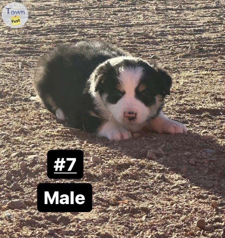 Puppies for sale  - 7 - 978057-1701625509_5