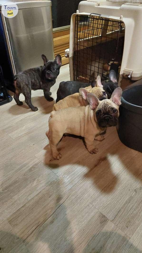 CKC REG.French Bull Dog Puppies  - 1 - 978340-1701656057