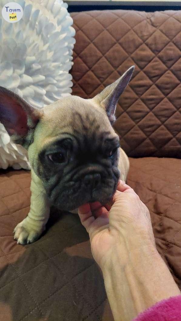 CKC REG.French Bull Dog Puppies  - 2 - 978340-1701656057_0