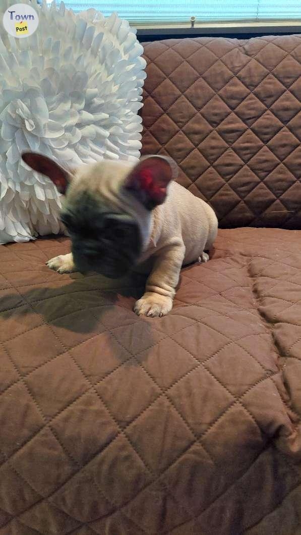 CKC REG.French Bull Dog Puppies  - 3 - 978340-1701656057_1