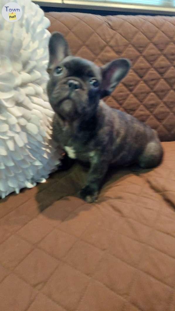 CKC REG.French Bull Dog Puppies  - 5 - 978340-1701656057_3