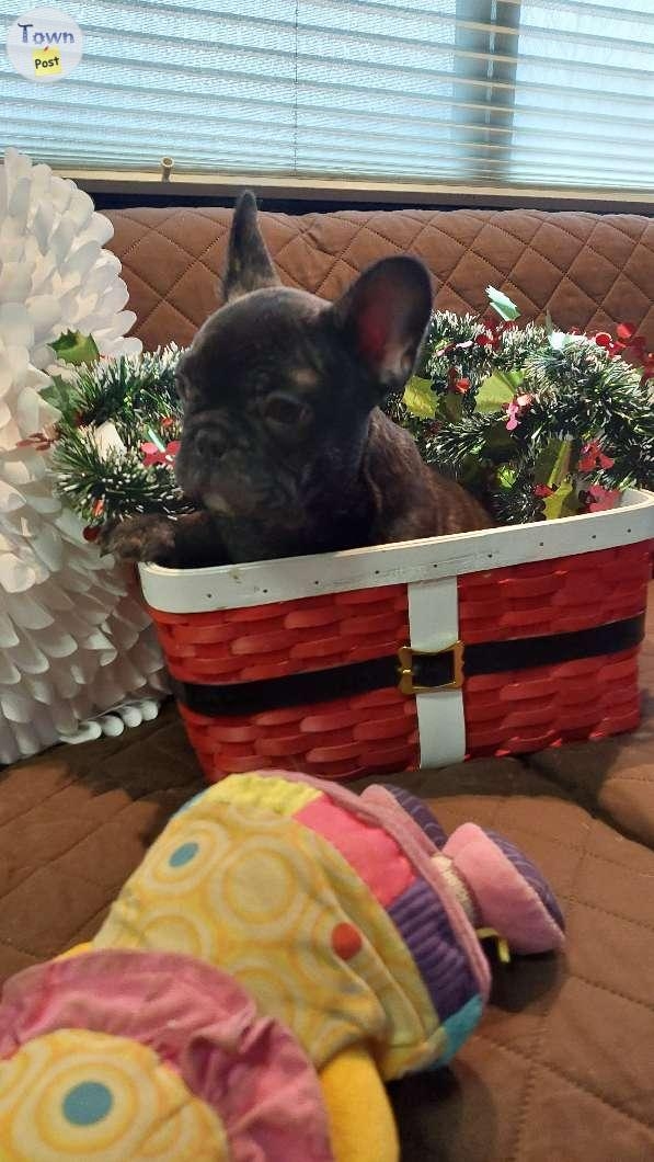 CKC REG.French Bull Dog Puppies  - 6 - 978340-1701656057_4