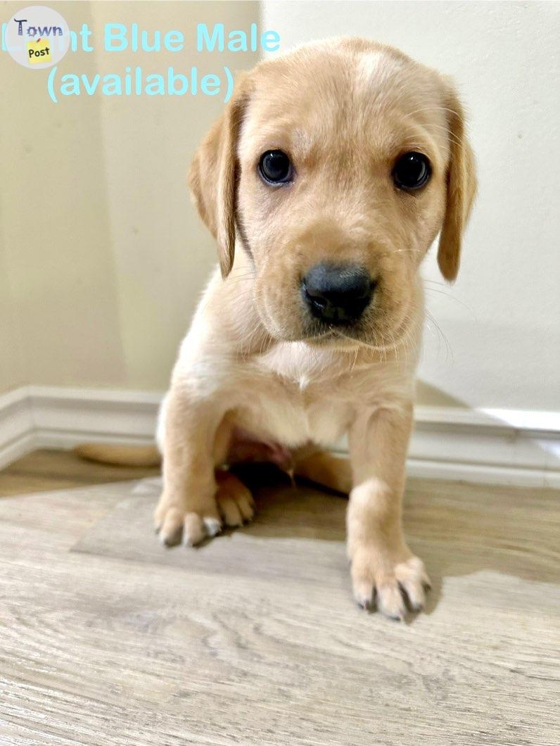 Yellow lab puppies - 1 - 978393-1701663057