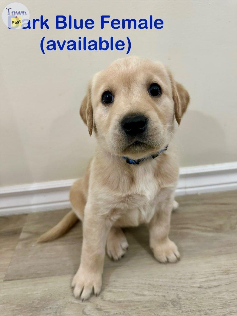 Yellow lab puppies - 2 - 978393-1701663057_0