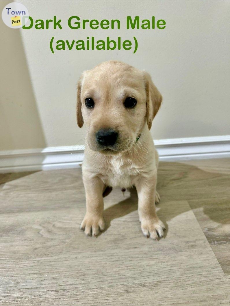 Yellow lab puppies - 3 - 978393-1701663057_1