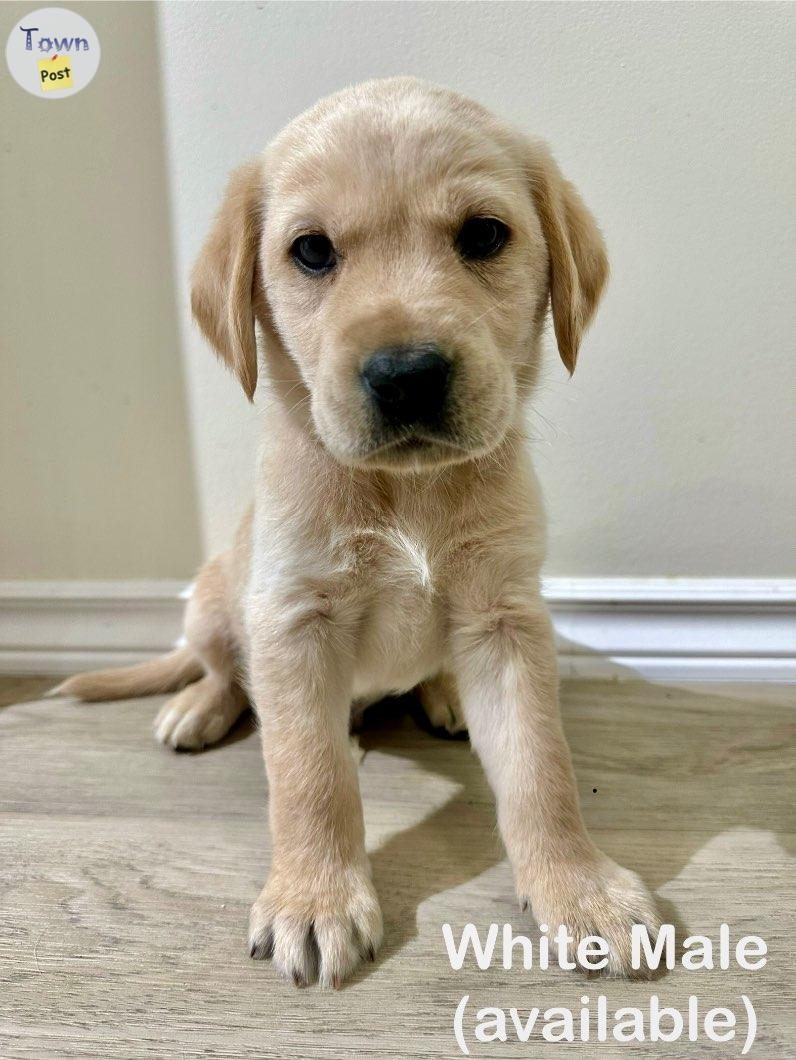 Yellow lab puppies - 12 - 978393-1701663057_10