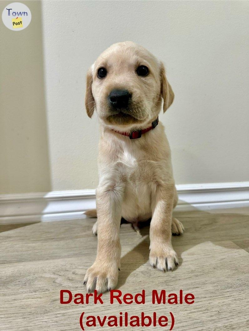 Yellow lab puppies - 13 - 978393-1701663057_11