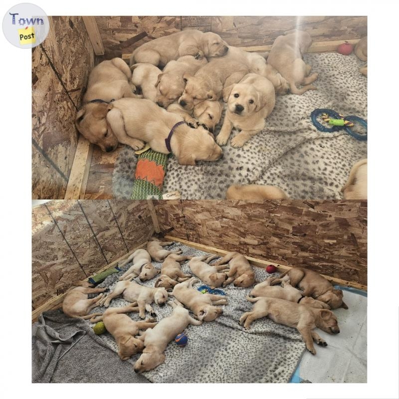 Yellow lab puppies - 14 - 978393-1701663057_12