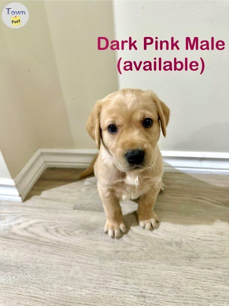 Yellow lab puppies - 4 - 978393-1701663057_2