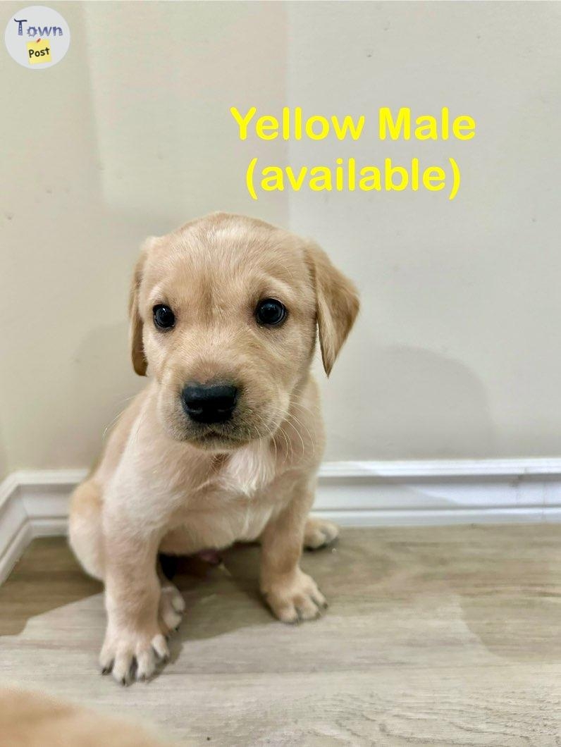 Yellow lab puppies - 5 - 978393-1701663057_3