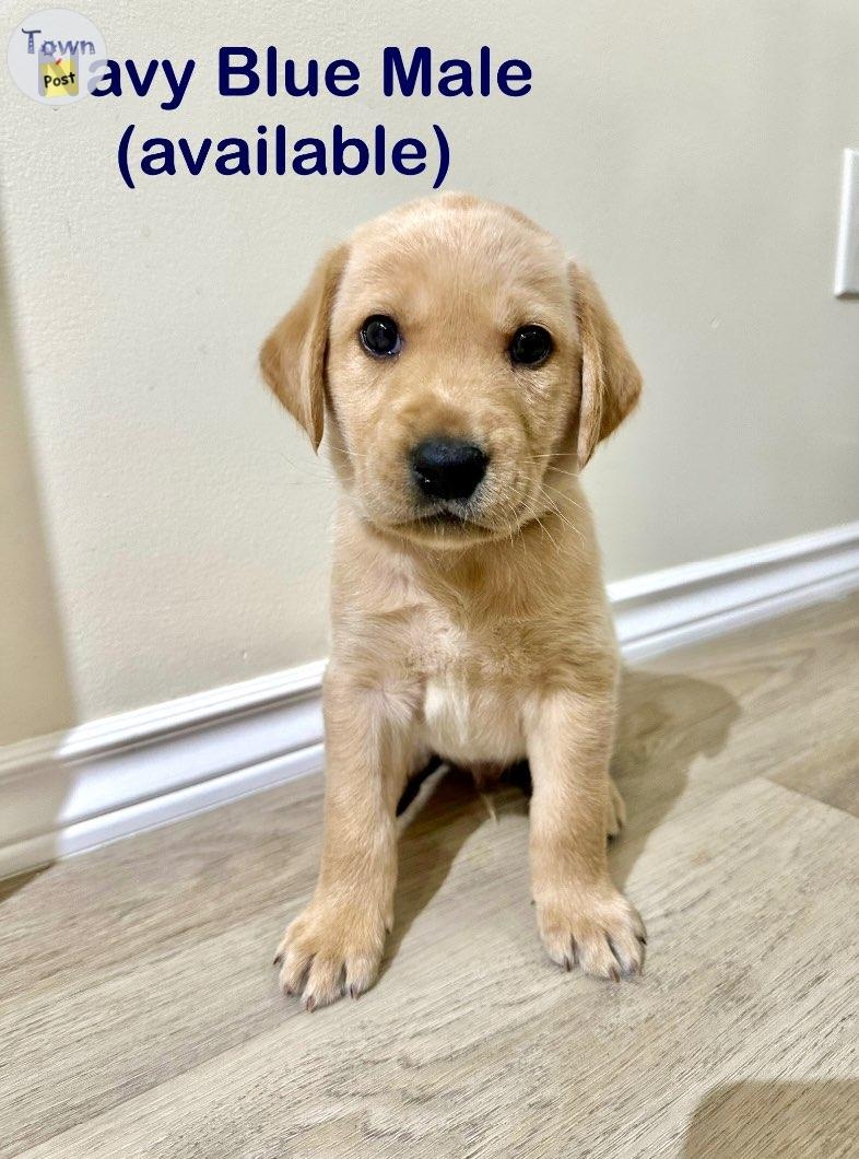 Yellow lab puppies - 6 - 978393-1701663057_4