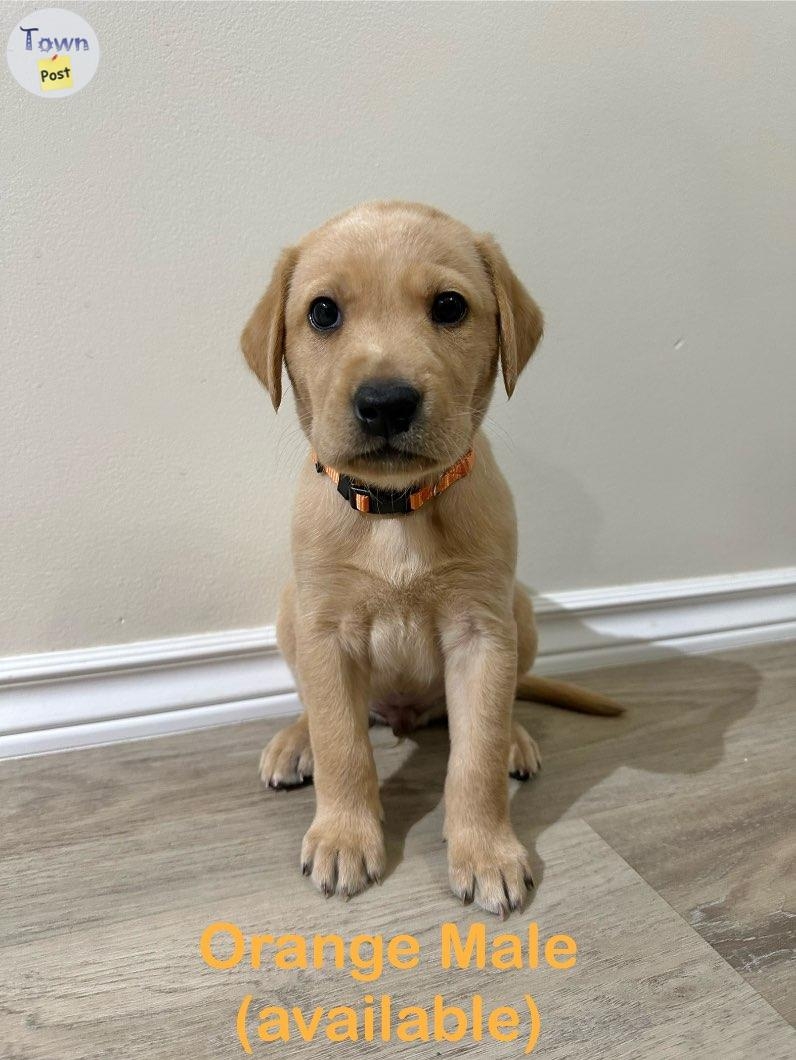 Yellow lab puppies - 7 - 978393-1701663057_5