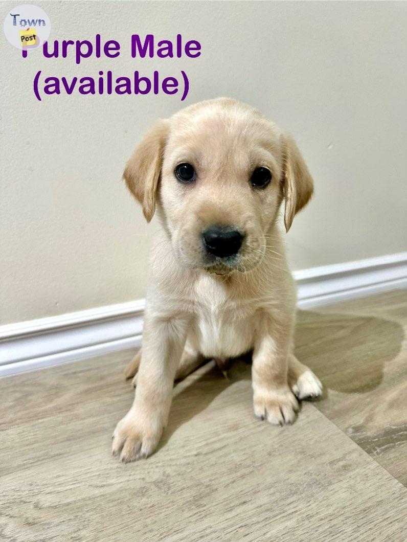 Yellow lab puppies - 8 - 978393-1701663057_6