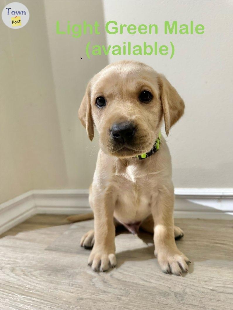 Yellow lab puppies - 9 - 978393-1701663057_7