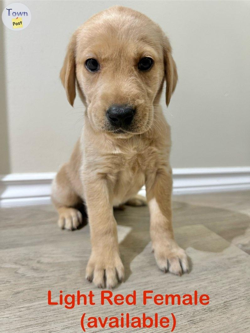 Yellow lab puppies - 10 - 978393-1701663057_8