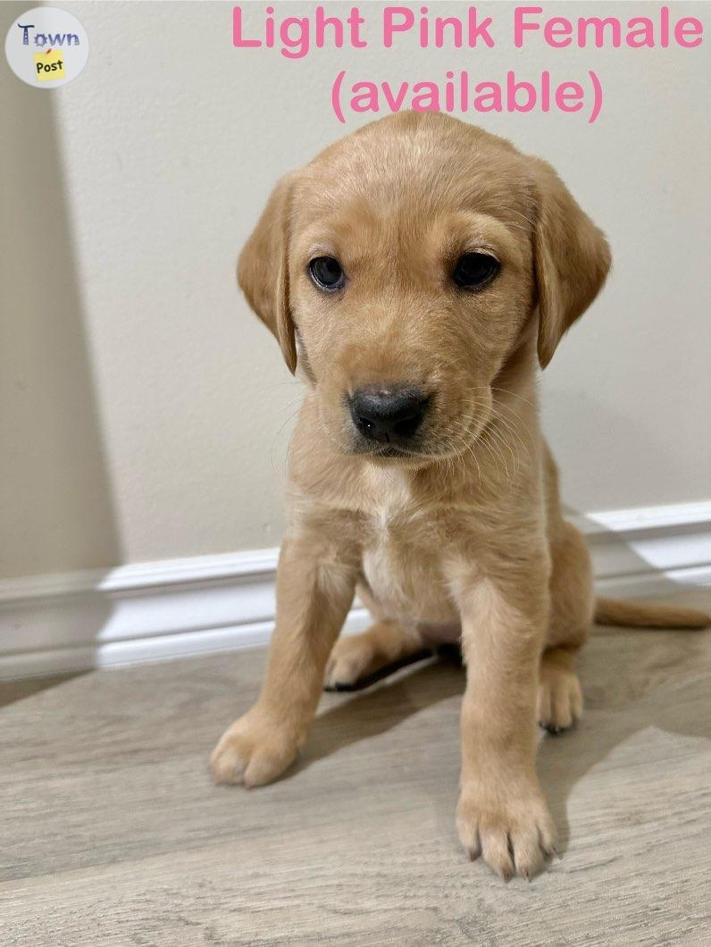 Yellow lab puppies - 11 - 978393-1701663057_9