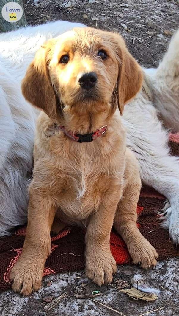 Goldendoodle Puppies - 1 - 978661-1701729800