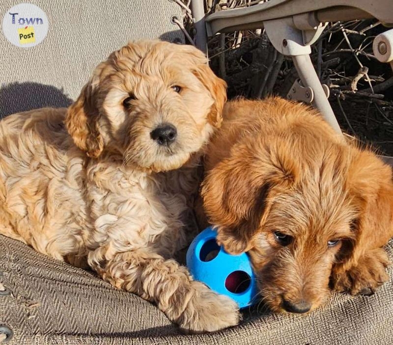 Goldendoodle Puppies - 3 - 978661-1701729800_1