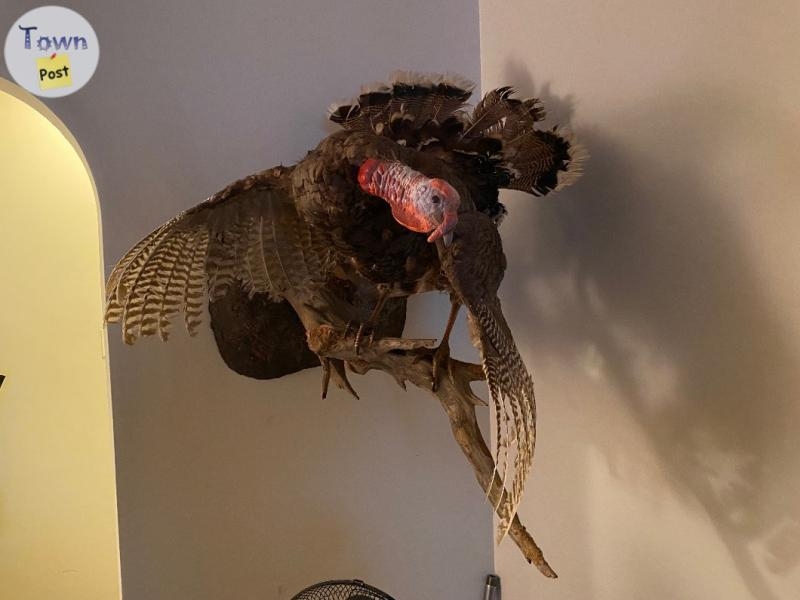 Taxidermy turkey with papers  - 1 - 979343-1701846051