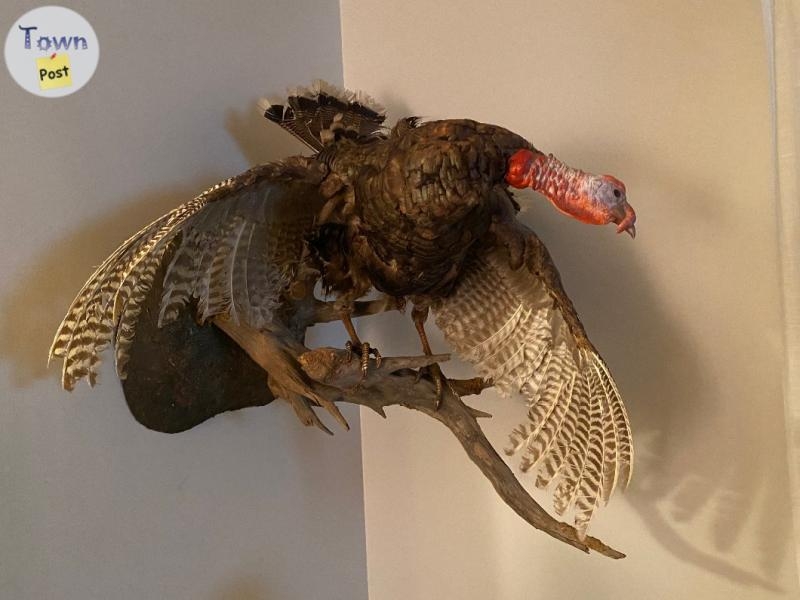 Taxidermy turkey with papers  - 2 - 979343-1701846051_0