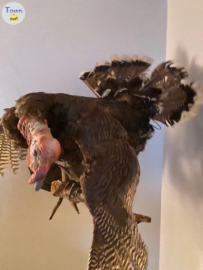 Taxidermy turkey with papers  - 3 - 979343-1701846051_1