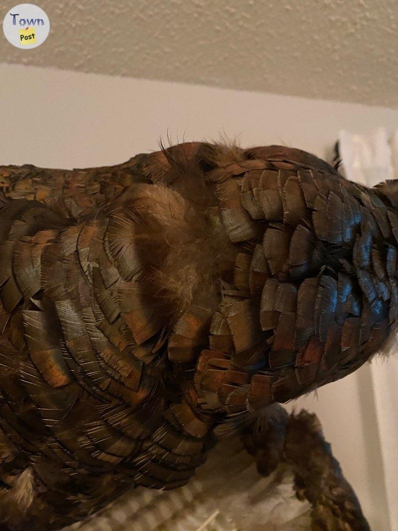 Taxidermy turkey with papers  - 4 - 979343-1701846051_2