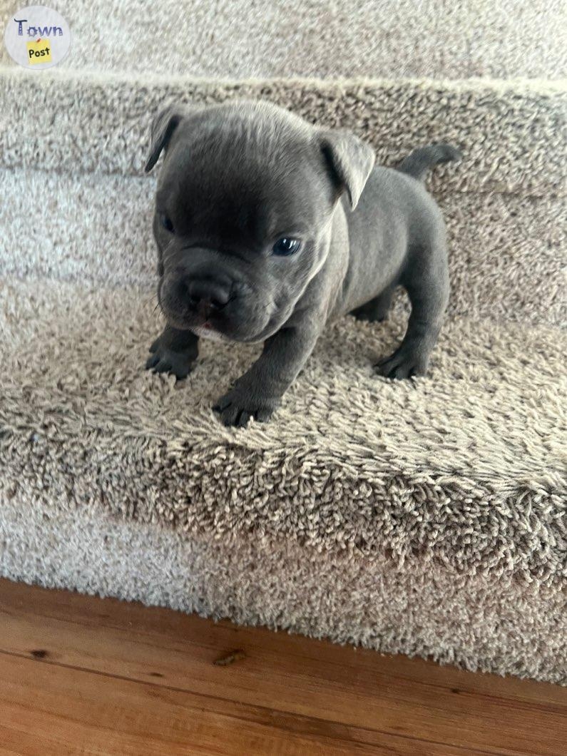 Micro Exotic Bullies - 4 - 979433-1701882341_2