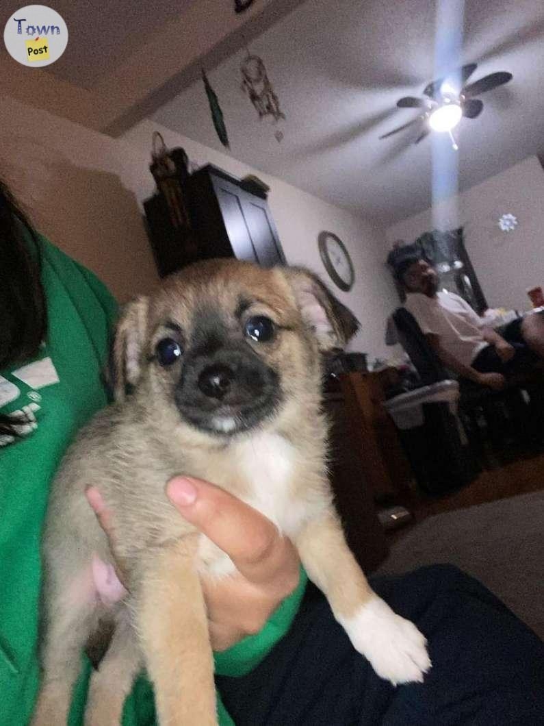 Puppies for sale chihuahua and shih tzu  - 1 - 979519-1701895930