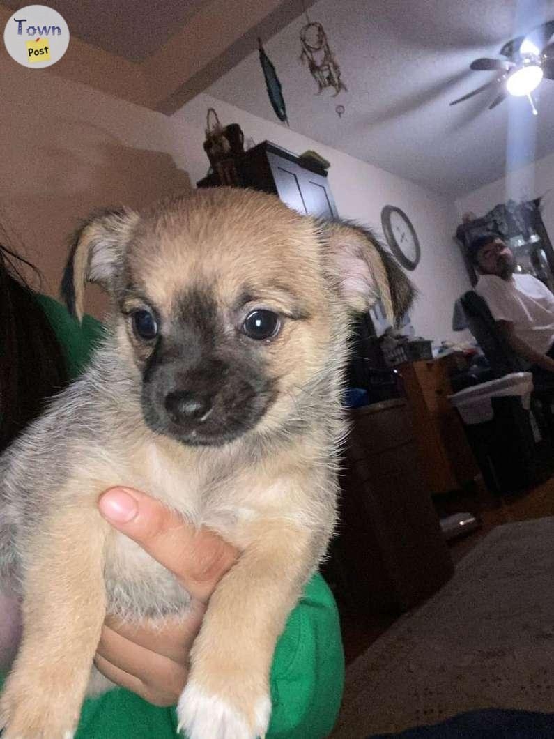 Puppies for sale chihuahua and shih tzu  - 2 - 979519-1701895930_0