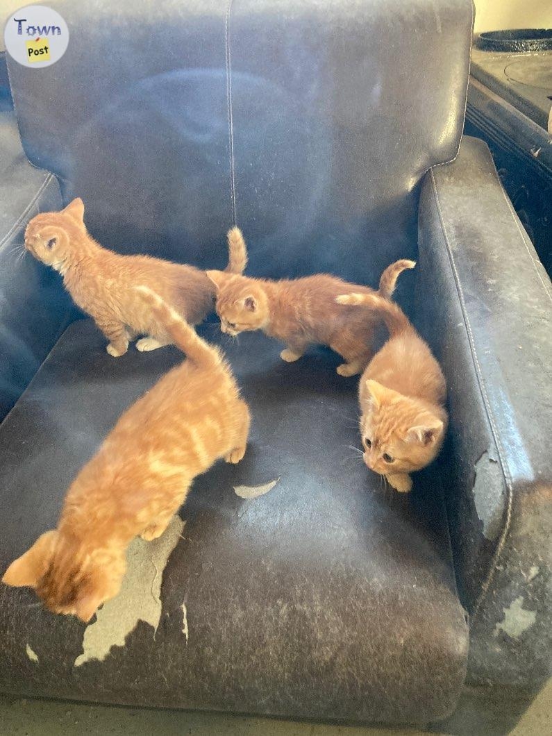 8 week old kittens  - 1 - 980197-1702052227