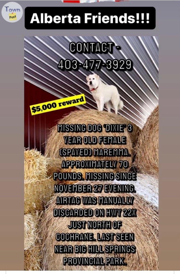 MISSING/STOLEN DOG - 2 - 981642-1702321192_0