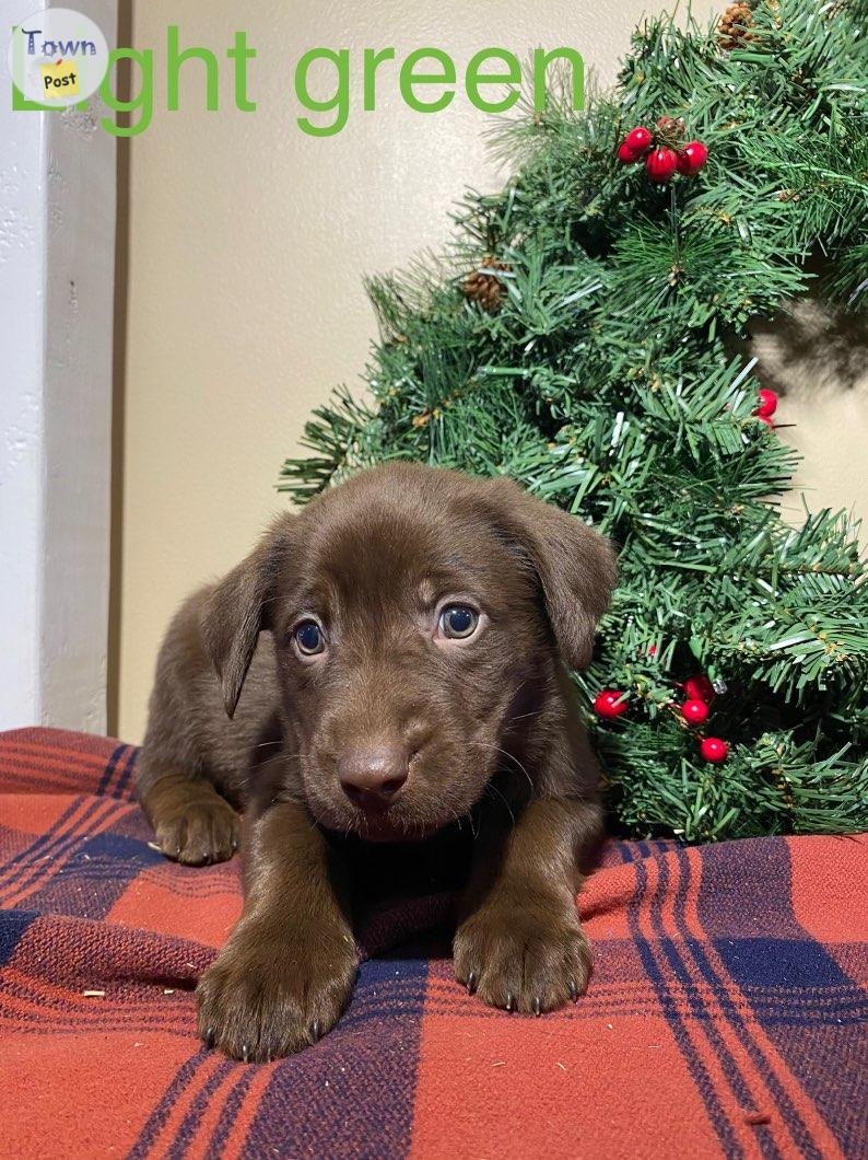 Chocolate lab pups - 2 - 982059-1702412714_0