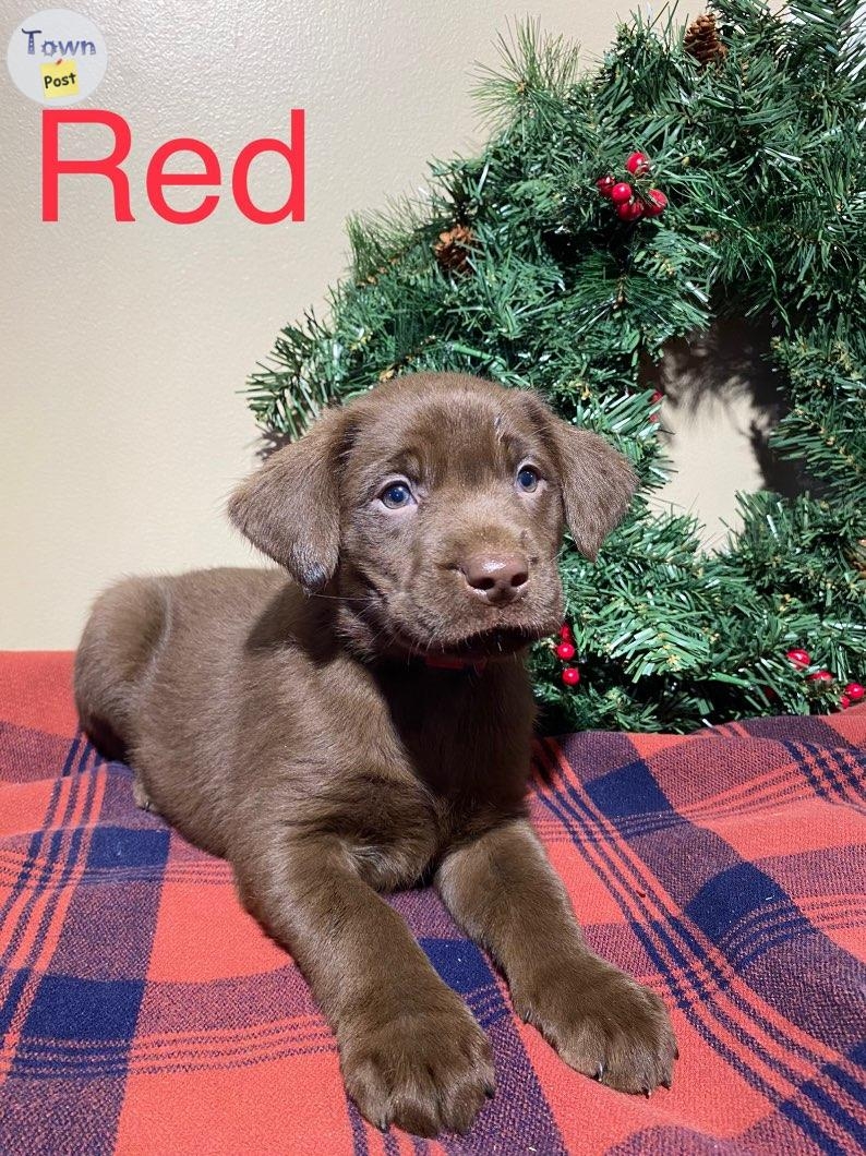 Chocolate lab pups - 3 - 982059-1702412714_1