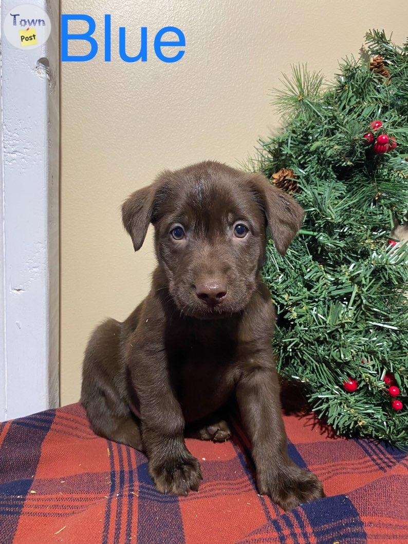 Chocolate lab pups - 4 - 982059-1702412714_2