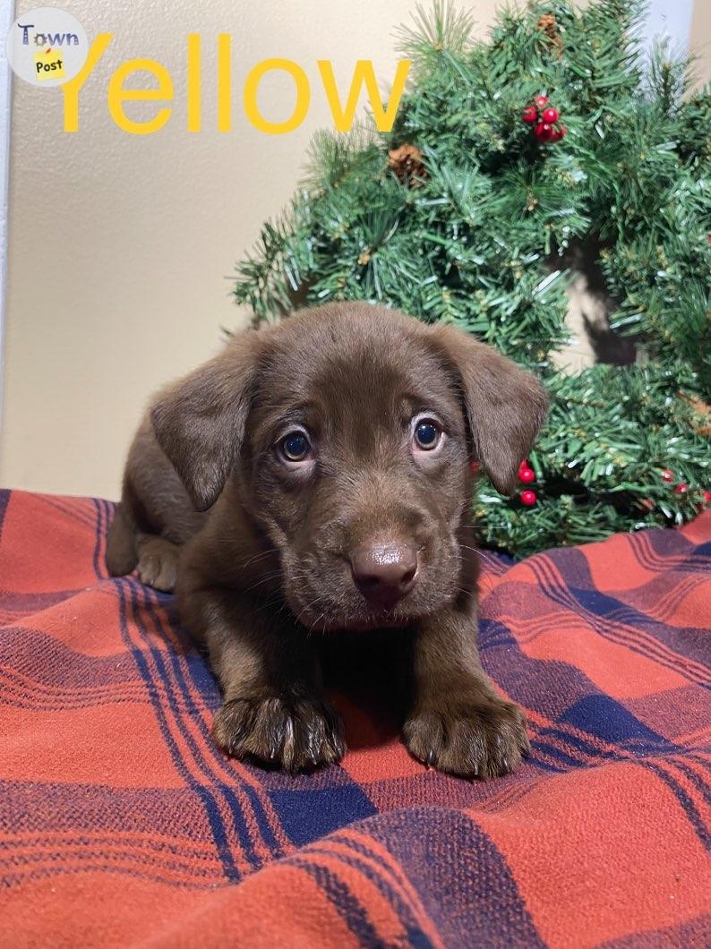 Chocolate lab pups - 5 - 982059-1702412714_3