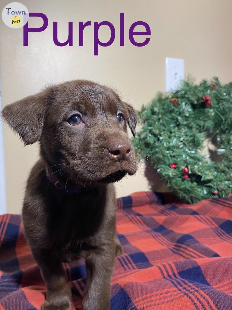 Chocolate lab pups - 6 - 982059-1702412714_4